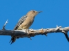 Gila Woodpecker