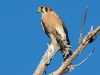 American Kestrel