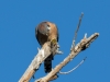 American Kestrel