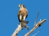 American Kestrel