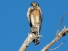 American Kestrel