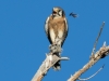 American Kestrel