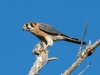 American Kestrel