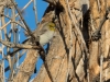 Verdin