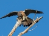 American Kestrel