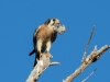 American Kestrel