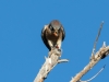 American Kestrel