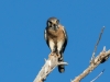 American Kestrel