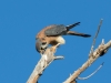 American Kestrel