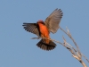 Vermilion Flycatcher