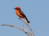 Vermilion Flycatcher