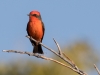 Vermilion Flycatcher