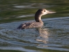 Common Loon