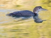 Common Loon