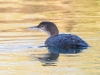 Common Loon