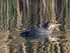 Common Loon