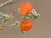 Orange Globemallow