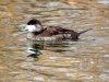 Ruddy Duck