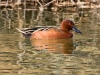 Cinnamon Teal