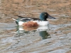 Northern Shoveler