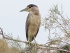 Black-crowned Night Heron