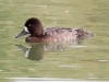 Lesser Scaup