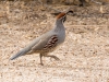 Gambel's Quail