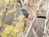 Black-tailed Gnatcatcher