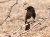 Black Phoebe