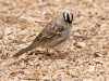 White-crowned Sparrow