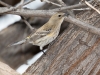 Yellow-rumped Warbler