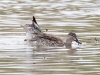 Green-winged Teal and Blue-winged Teal