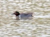 Green-winged Teal