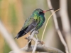 Broad-billed Hummingbird