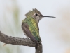 Costa's Hummingbird