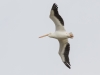 American White Pelican