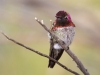 Anna's Hummingbird