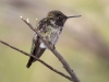 Anna's Hummingbird