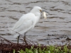 Snowy Egret