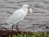 Snowy Egret