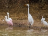 Roseate Spoonbill, Snow Egret, Great Egret