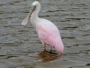 Roseate Spoonbill