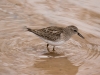 Least Sandpiper