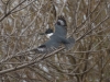 Belted Kingfisher