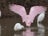 Roseate Spoonbill