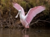 Roseate Spoonbill