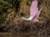 Roseate Spoonbill