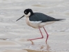 Black-necked Stilt