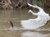 Neotropic Cormorant, Snowy Egret