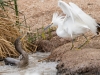 Neotropic Cormorant, Snowy Egret